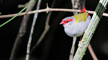 Wallpaper thumb: Red-browed Finch